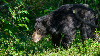 Sri Lankan sloth bear emerges from the shadows of Yala National Park, Sri Lanka, black fur glistening under filtered sunlight. elusive predator silently prowls through the dense forest