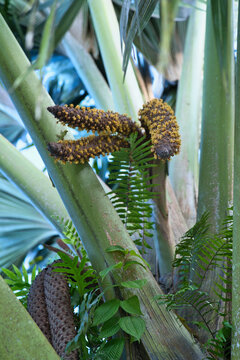 Coco de mer male tree, with flowers, Mahe Seychelles 6.