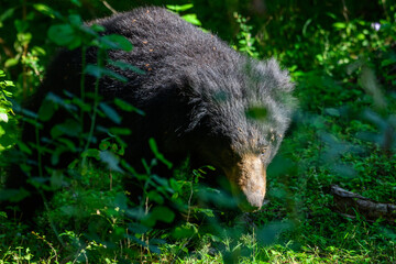 Sri Lankan sloth bear emerges from the shadows of Yala National Park, Sri Lanka, black fur...