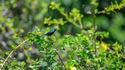 Purple sunbird feeds on nectar from small flowering shrubs in the lush greenery of Yala National Park, Sri Lanka. Iridescent feathers shimmer in the daylight