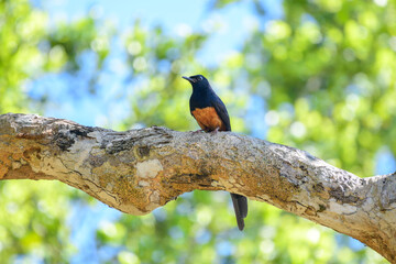 Sri Lanka shama bird with glossy black and rich orange plumage perches on a sunlit tree branch in...