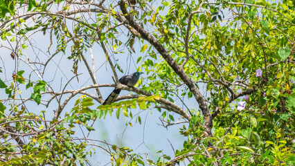 Blue-faced Malkoha perches among dense green foliage, its striking turquoise eye-ring glowing...