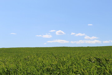 green field and blue sky