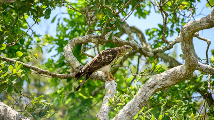 Oriental honey buzzard perches watchfully on a tree branch, camouflaged against the lush green...