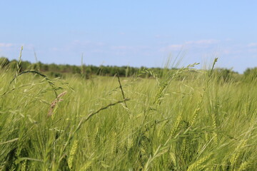 Obraz premium meadow