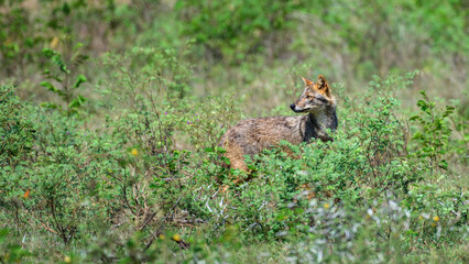 Sri Lankan jackal stands in the low vegetation and looks back at Yala National Park, Sri Lanka, alert under the bright sun. 