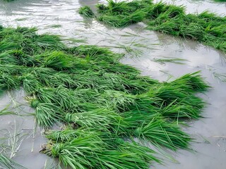 bundles of rice seedlings in flooded paddy field, rice cultivation scene in rural farmland, young...