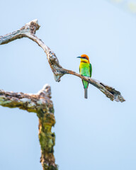 Chestnut-headed bee-eater perches on a twisted branch, vibrant plumage glowing against the soft...