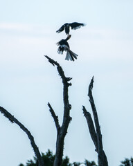 Two Malabar pied hornbill birds engage in an aerial jousting ritual, mid-air interaction above a...