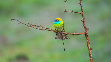 Little green bee-eater rests on a thorny branch, iridescent feathers glowing against the soft green backdrop of Yala National Park, Sri Lanka
