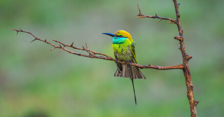 Asian green bee-eater rests on a thorny branch, iridescent feathers glowing against the soft green backdrop of Yala National Park, Sri Lanka