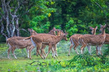 A group of Sri Lankan axis deer stands alert in the lush greenery of Yala National Park, Sri Lanka. Blending beautifully into the forest landscape