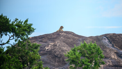 A majestic Sri Lankan leopard rests atop a rocky outcrop in Yala National Park, Sri Lanka,...