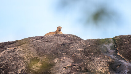 A majestic Sri Lankan leopard rests atop a rocky outcrop in Yala National Park, Sri Lanka, surveying its territory under a clear blue sky. 