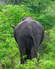 A wild elephant walks away into the dense jungle of Yala National Park, Sri Lanka. Captured from...