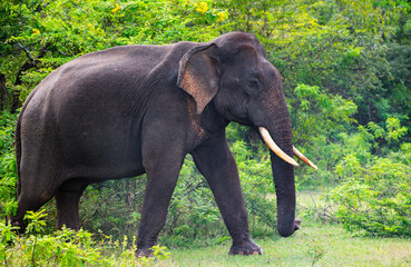 Majestic Sri Lankan tusker elephant walks calmly surrounded by lush greenery in Yala National Park