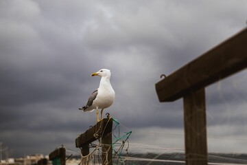 Seagull on a railing under a cloudy sky.