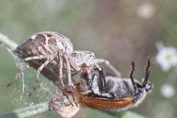 Spider Oxyopes heterophthalmus