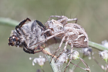 Spider Oxyopes heterophthalmus