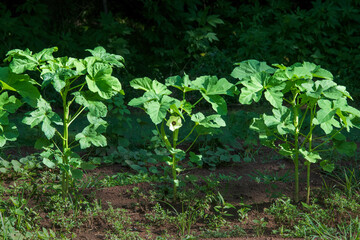 Okra Plants Closeup