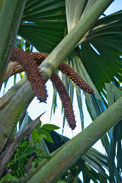 Coco de mer male tree, with flowers, Mahe Seychelles