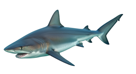 Isolated Shark