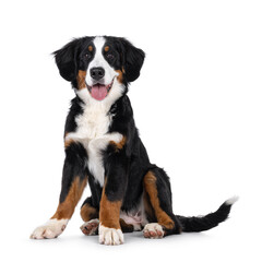 Gorgeous young Berner Sennen dog, sitting up facing front. Looking towards camera. Isolated on a...