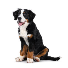 Gorgeous young Berner Sennen dog, sitting up sdie ways. Looking patiently above and beside camera....