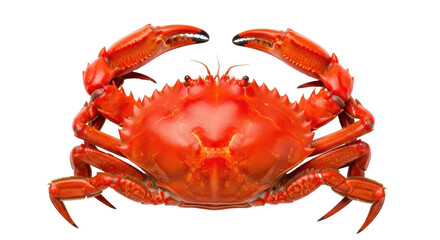 Isolated Red Crab