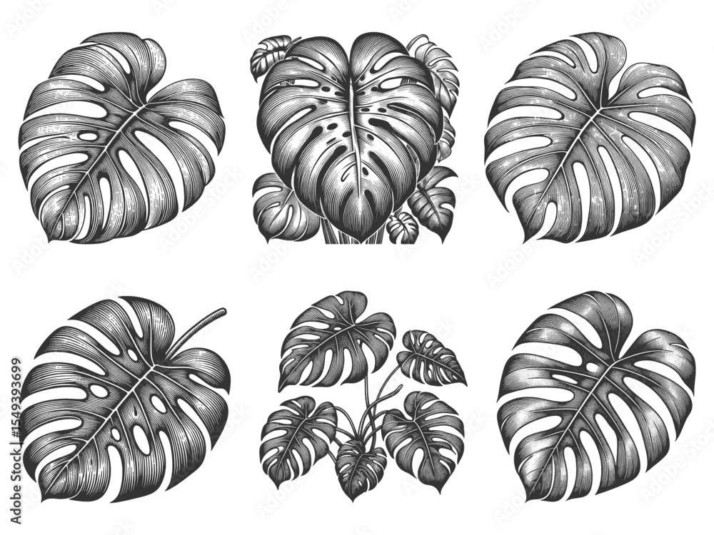 Poster monstera leaf set collection bundle sketch engraving generative ai vector illustration. scratch boar