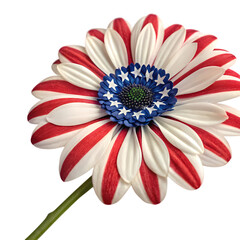 Patriotic Gerbera Daisy isolated on transparent baackground