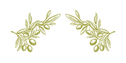 Olive branch, green oil fruits. Vector draw frame