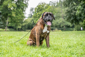 beautiful 3 years old purebred golden brown german boxer dog puppy jumping playing outdoor shooting