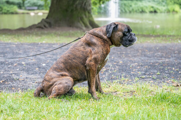 beautiful 3 years old purebred golden brown german boxer dog puppy jumping playing outdoor shooting