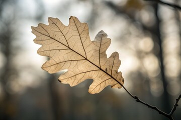 Minimal oak leaf strong lobed autumn woodland tree leaf Plants and Flowers