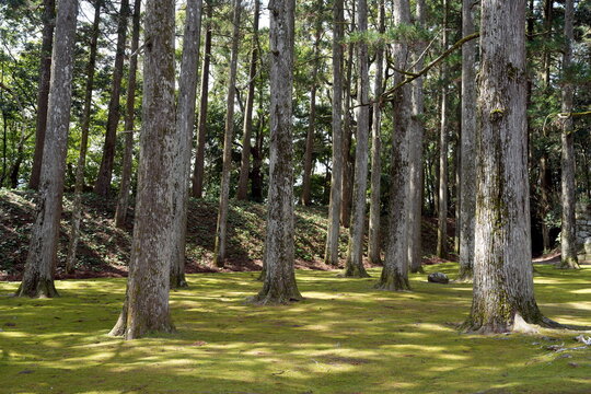 Wald, Baumst&auml;mme der Sicheltanne (Cryptomeria japonica), Sugi, Japanische Zeder, Zypressengew&auml;chse (Cupressaceae) auf Waldboden mit gr&uuml;nem Moos, Japan, Nichinan, Obi-Burg