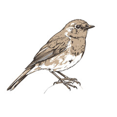 American Robin-Turdus migratorius. A hand-sketched robin bird with detailed feathers. The illustration highlights the bird's texture and perching pose on a white background, representing nature and 