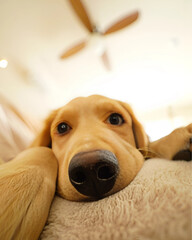 Obraz premium golden retriever dog