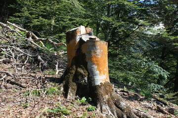 axe in the tree