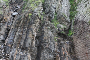 tree bark texture