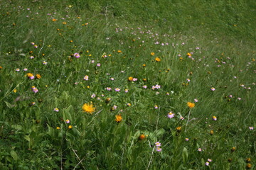 field of flowers