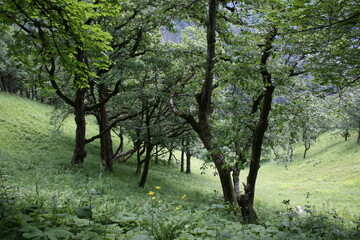 Obraz premium apple tree in spring