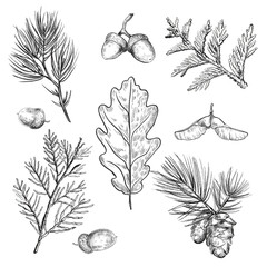 A set of branches from the forest. Cones, branches of fir and pine trees. The illustration is hand-drawn in black pencil. Black and white set for your creativity.