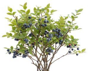 Bilberry bush with ripe blue berries isolated on white background
