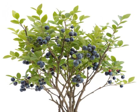 Bilberry bush with ripe blue berries isolated on white background