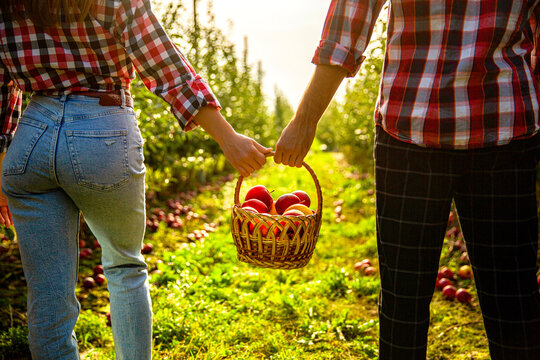 Gardeners holds a basket of ripe apples. Apple orchard, harvest time, garden. Hands, apple in basket. Woman and a man hold a basket apples in hand