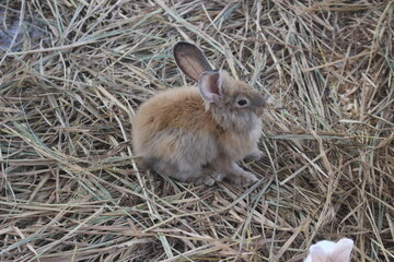 rabbit on the ground