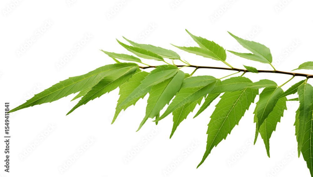 Poster isolated green branch leaves on black background stock photo for nature and spring concepts usage on