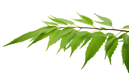 Isolated green branch leaves on black background stock photo for nature and spring concepts usage   on transparent background png