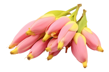 Pink banana musa velutina close up shot exotic fruit healthy food tropical plant nutrition diet   on transparent background png